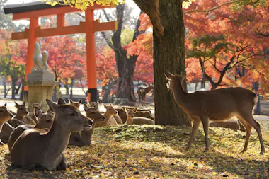 A group of deer rests under autumn trees with colorful leaves. One deer stands while others lie on the ground. An orange torii gate and a stone fox statue are visible in the background. Sunlight filters through the scene.