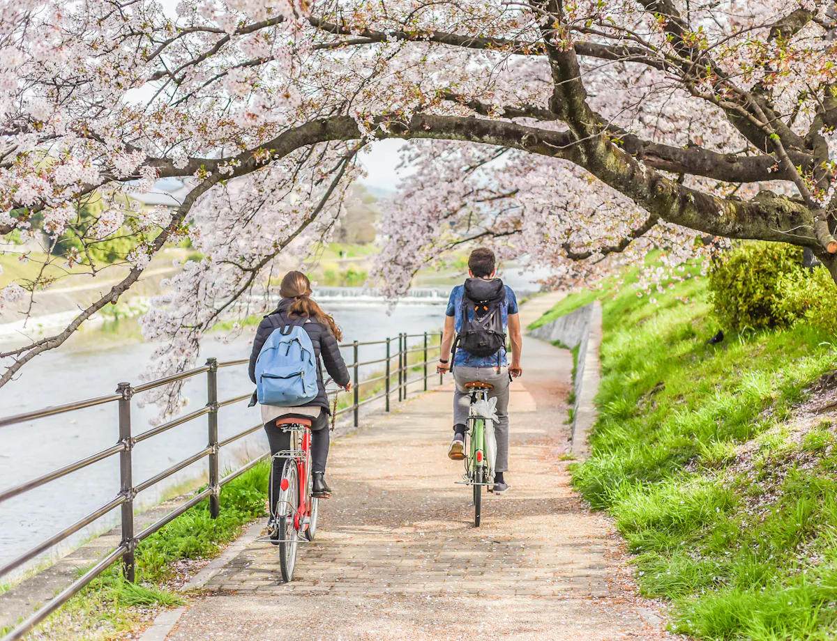 Kamo River Cycling Two people with backpacks ride bicycles along a riverside path lined with blooming cherry blossom trees on a sunny day.