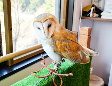 A barn owl with white and tan feathers perches on a green, grass-like stand indoors near a window, looking directly at the camera. Red and blue cords are tied to its legs.
