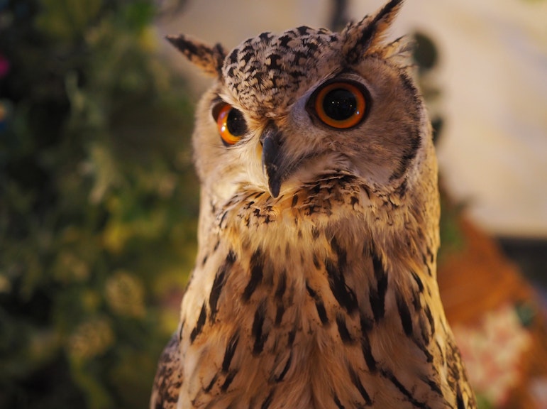 【東京ペット体験】原宿フクロウカフェ(フクロウの里)