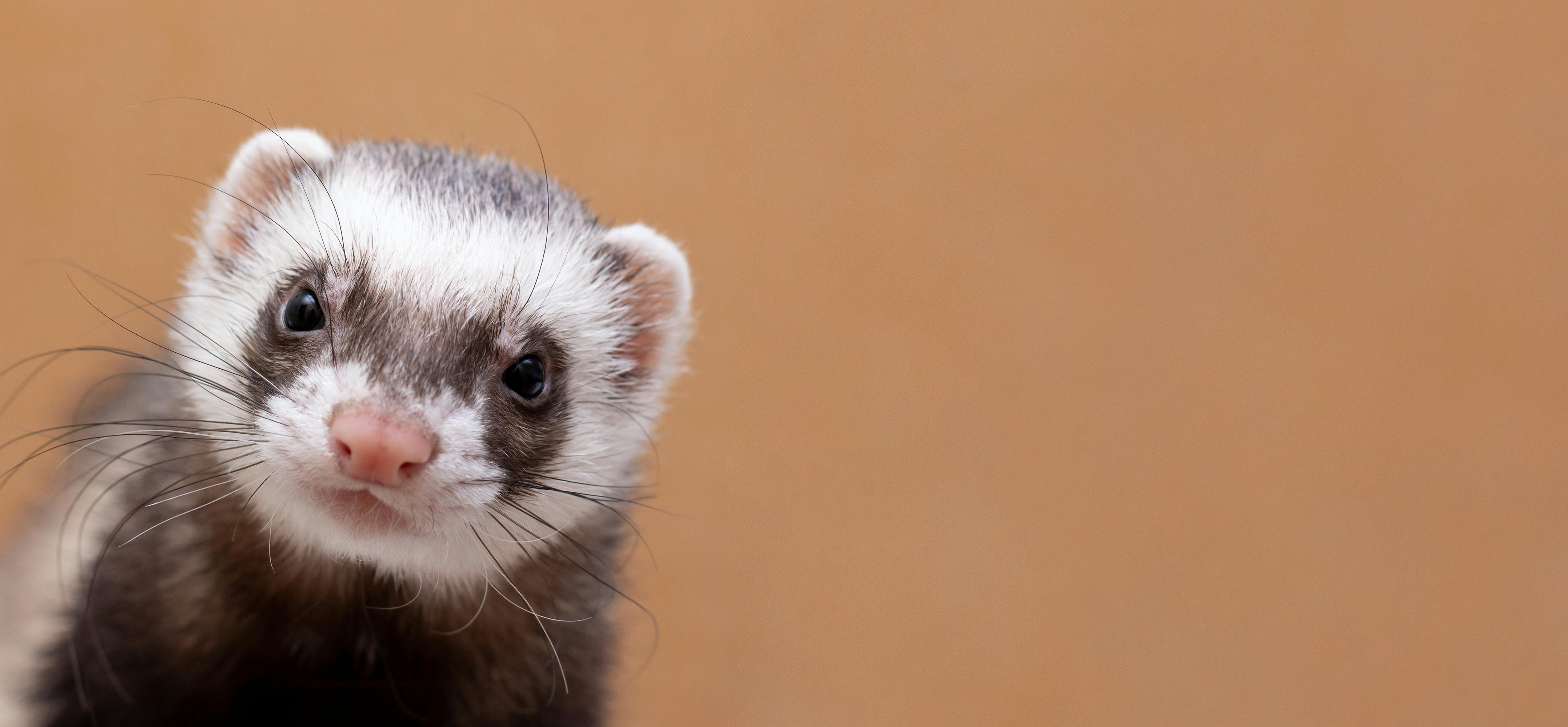 Ferret