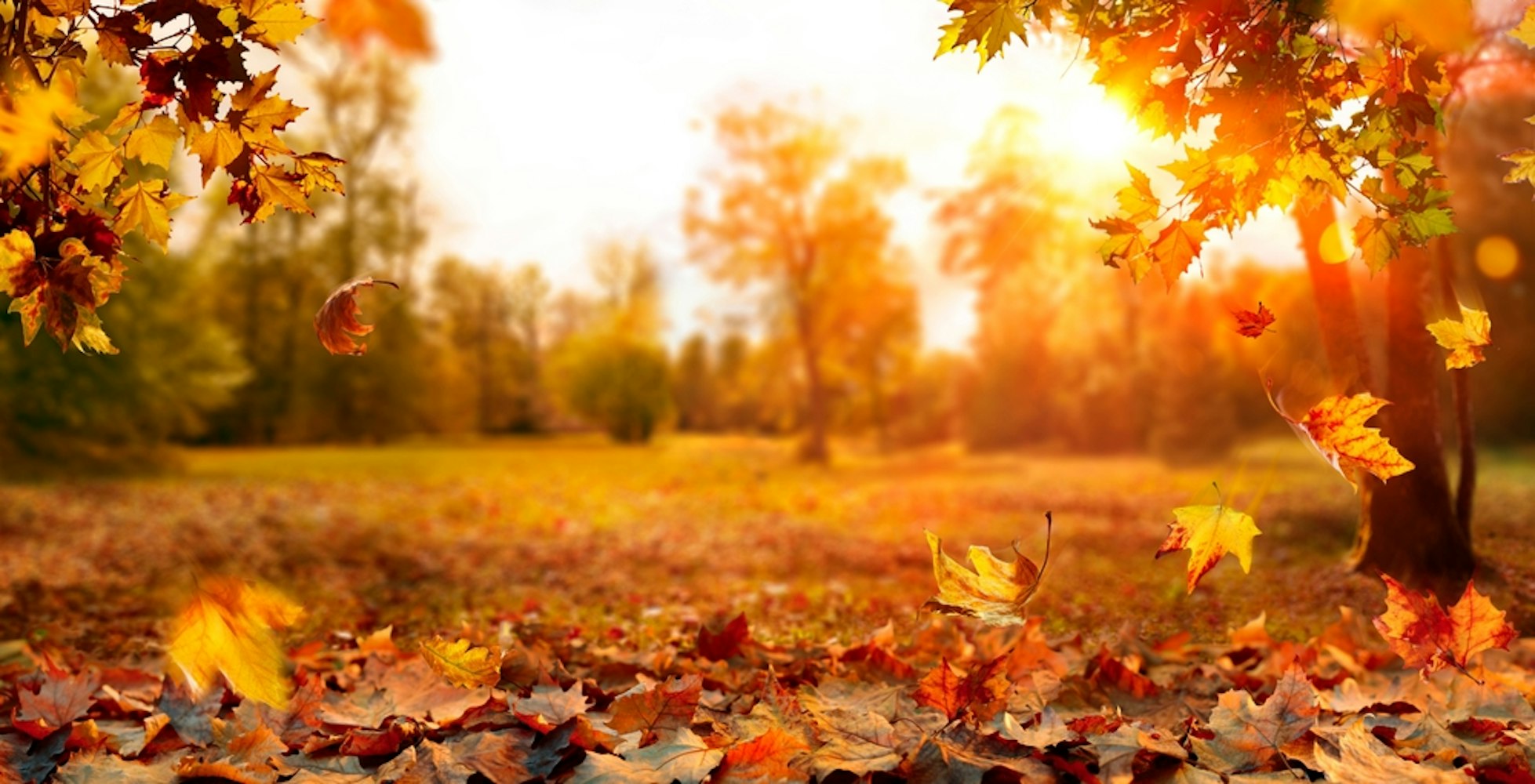 Autumn Colors