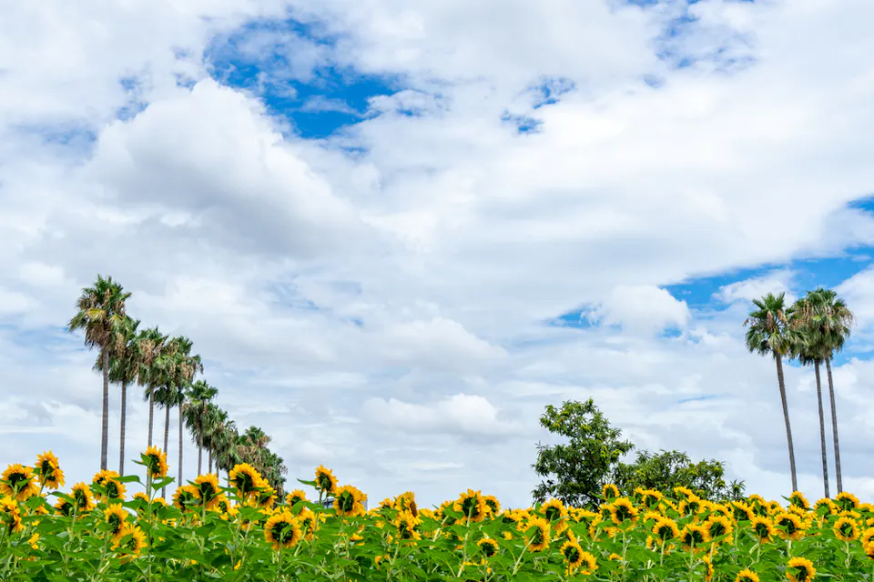 Nagai Botanical Garden