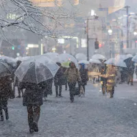 Tokyo Weather in January People walk down a snowy city street holding transparent umbrellas. The ground and trees are covered in snow, and buildings are faintly visible in the background. The scene captures a bustling urban environment during a snowstorm.
