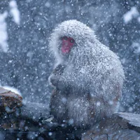 Snow Monkeys in Japan Snow Monkeys in Japan