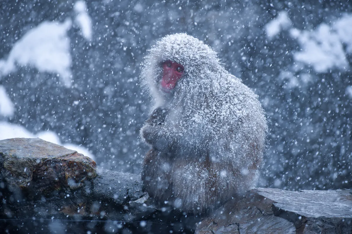 A snow-covered Japanese macaque sits on a stone ledge during heavy snowfall. The monkey's fur is thick with accumulated snowflakes, and its face is red, contrasting with the white surroundings.