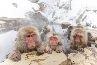 A group of Japanese macaques, or snow monkeys, relax in a hot spring surrounded by snow and rocks. Some of them lean against the edge of the pool, with steam rising from the warm water in the cold winter environment.