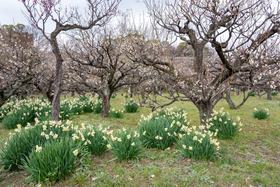 A serene orchard in early bloom with rows of blossoming trees. Clusters of white and yellow flowers grow at the base of the trees, scattered over lush green grass under an overcast sky.