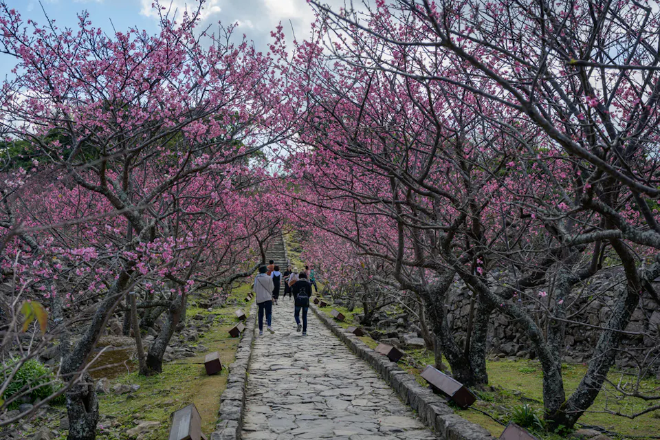 A group of people walks along a stone path lined with vibrant pink cherry blossom trees, set against a cloudy sky. The scene captures the essence of a serene spring day.
