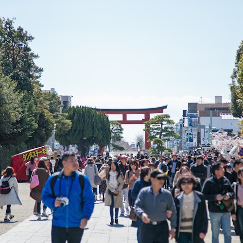 Kamakura Shrine Guide A lively crowd walks along a pathway lined with trees, leading to a large red torii gate in the background. Vendor stalls with colorful signs are on both sides, and the sky is clear and bright.