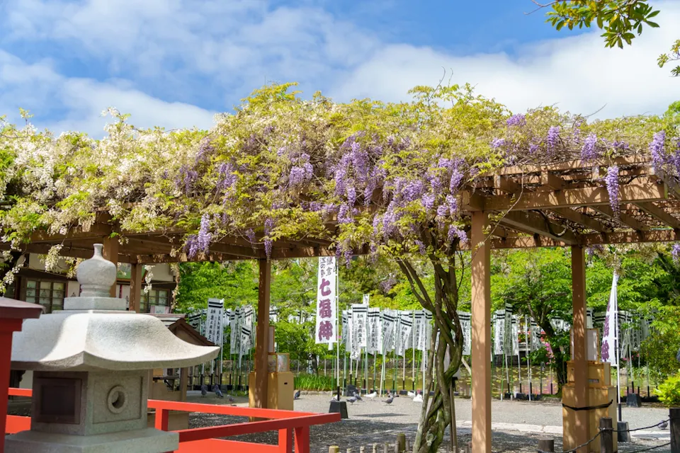 A vibrant garden features a pergola covered with blooming purple wisteria flowers. A traditional stone lantern is in the foreground, with flags in the background, and lush greenery under a blue sky.