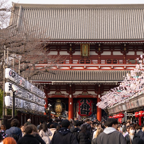 Visiting Japan in March A bustling crowd walks towards a traditional Japanese temple, with lanterns and cherry blossom decorations lining the path. The temple's grand facade features intricate designs, and bare trees are visible on the side.