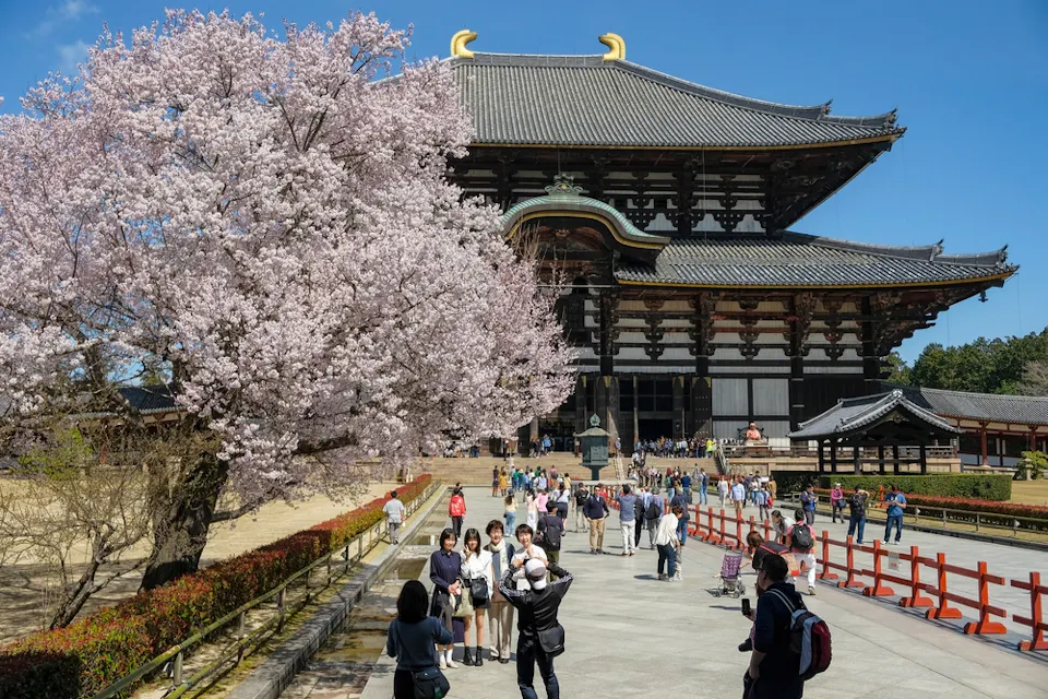 A large group of tourists visits Todai-ji Temple, with blooming cherry blossoms in the foreground, under a clear blue sky. The temple's striking wooden architecture and ornate roof can be seen in the background.