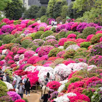 Must-Visit Flower Festivals in Japan A vibrant hillside garden filled with blooming azaleas in shades of pink, red, and white. Visitors stroll along a path, enjoying the colorful scene. Lush greenery and trees surround the area, creating a peaceful atmosphere.