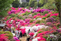 A vibrant hillside garden filled with blooming azaleas in shades of pink, red, and white. Visitors stroll along a path, enjoying the colorful scene. Lush greenery and trees surround the area, creating a peaceful atmosphere.