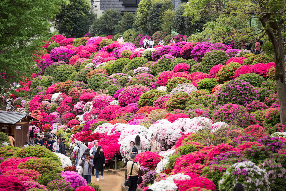 A vibrant hillside garden filled with blooming azaleas in shades of pink, red, and white. Visitors stroll along a path, enjoying the colorful scene. Lush greenery and trees surround the area, creating a peaceful atmosphere.