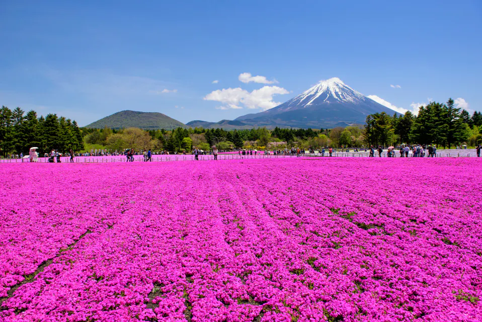 A vast field of vibrant pink moss phlox flowers stretches out under a clear blue sky, with a snow-capped mountain in the background. People wander among the blossoms, enjoying the scenic landscape.
