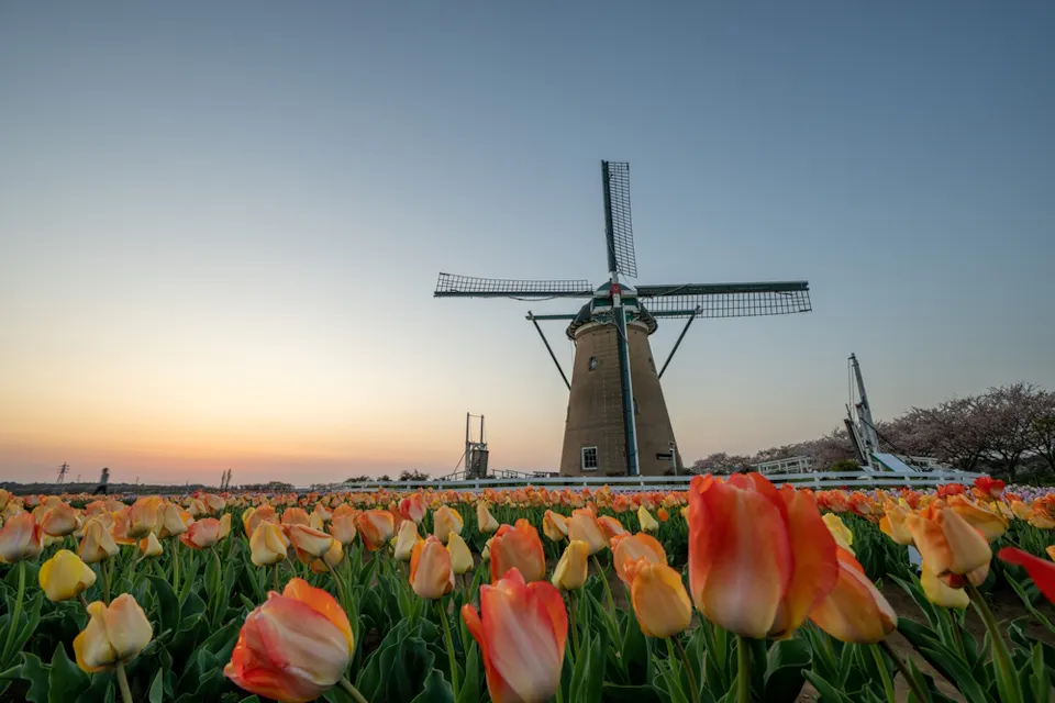 A tall windmill stands in a field of vibrant orange and yellow tulips under a clear sky at sunset, creating a scenic and peaceful landscape.