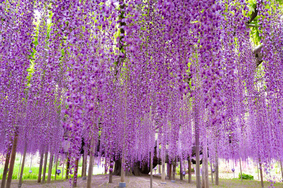 A breathtaking scene of wisteria flowers in full bloom, with cascading clusters of purple blossoms hanging from branches, creating a natural canopy. The vibrant green leaves add a lush background, and soft light filters through the foliage.