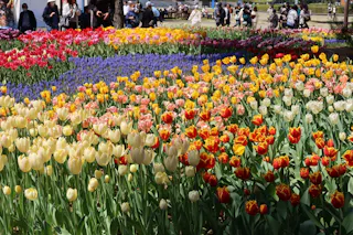 A vibrant garden full of blooming tulips in various colors, including red, yellow, pink, and white. People are walking and observing the flowers in the background.