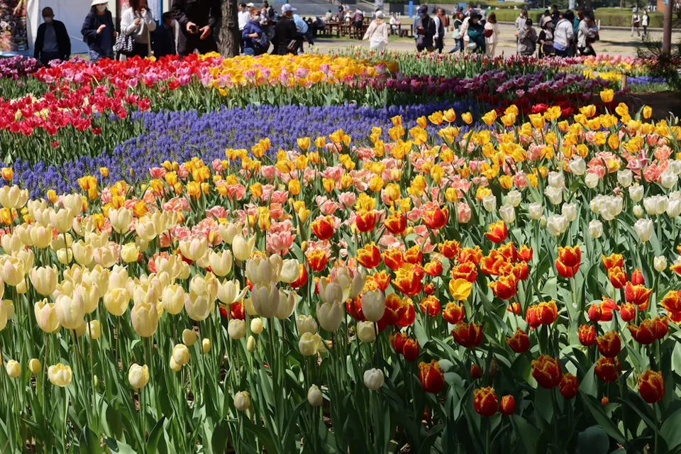 A vibrant garden full of blooming tulips in various colors, including red, yellow, pink, and white. People are walking and observing the flowers in the background.