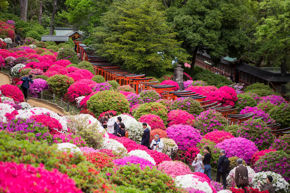 A vibrant garden filled with blooming pink, red, and white azaleas. People walk along pathways, enjoying the colorful scenery. In the background, wooden torii gates create a traditional and serene atmosphere.