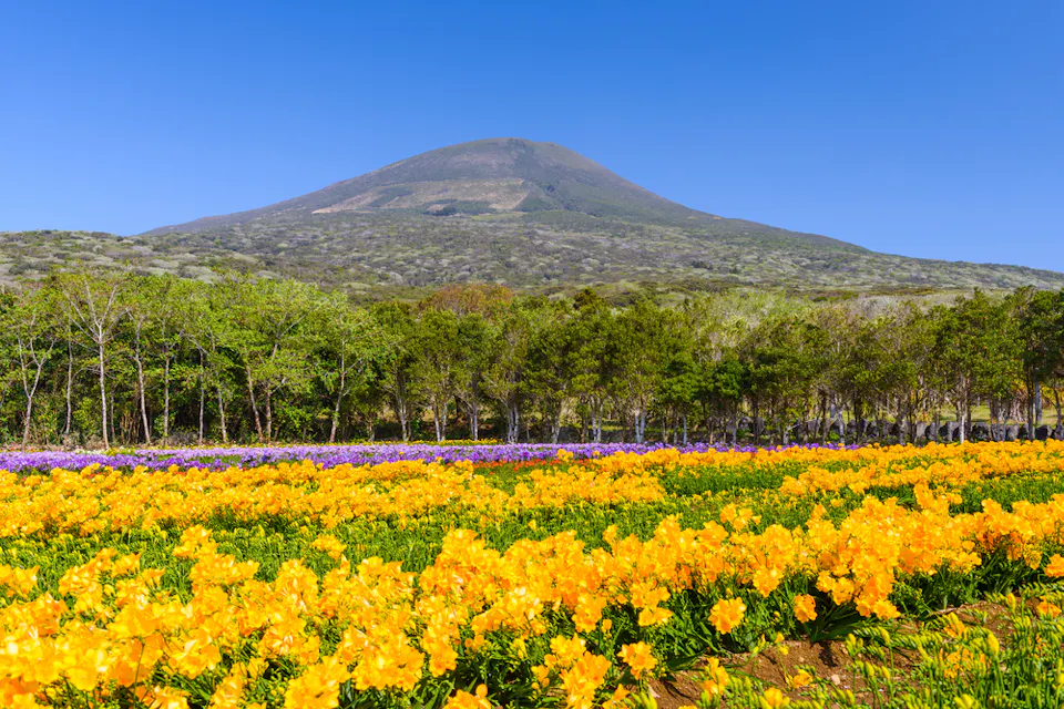 A vibrant field of yellow and purple flowers stretches toward a lush green forest, set against the backdrop of a majestic mountain under a clear blue sky.