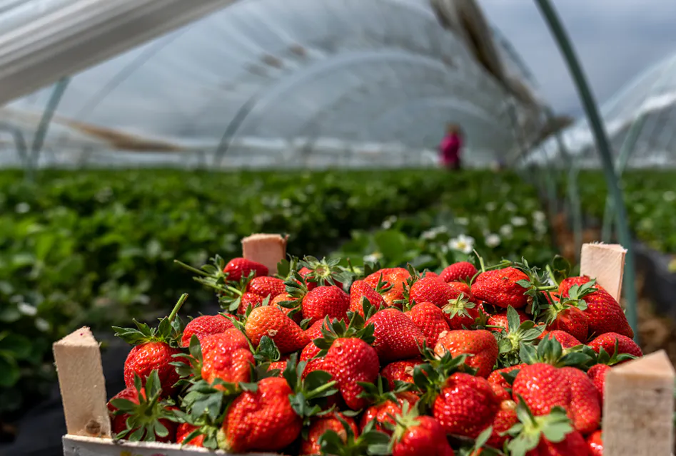 Freshly picked strawberries in a wooden crate are showcased in the foreground, set against a backdrop of strawberry fields and greenhouses under a cloudy sky. A person is visible in the distance tending to the plants.