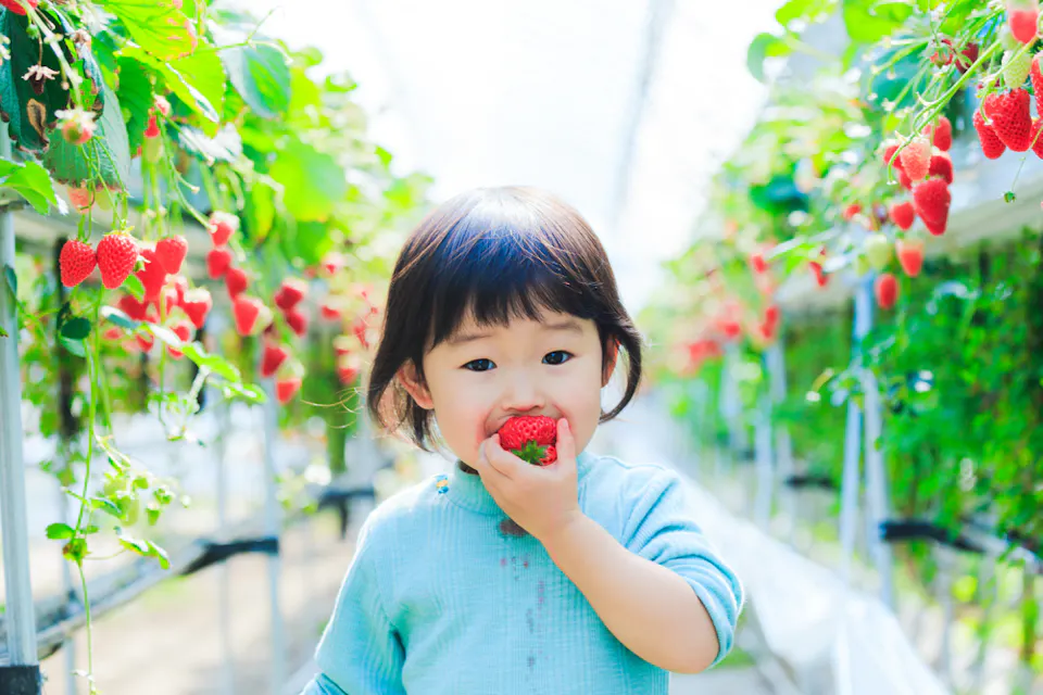 A young child with dark hair and a blue shirt eats a ripe strawberry while standing in a greenhouse filled with hanging strawberry plants. The translucent roof allows sunlight to illuminate the lush green foliage and red strawberries.