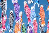 Colorful carp-shaped windsocks, also known as koinobori, are hanging against a clear blue sky. The vibrant fish are in various colors, including purple, blue, red, and orange, creating a festive and lively atmosphere.