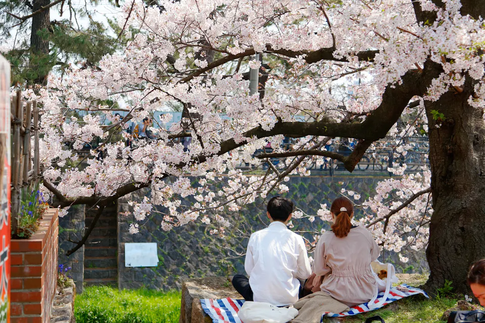 A couple sits on a striped blanket beneath a blooming cherry blossom tree. They enjoy a picnic in a park, surrounded by vibrant pink flowers and greenery. The scene captures a tranquil and romantic moment in nature.