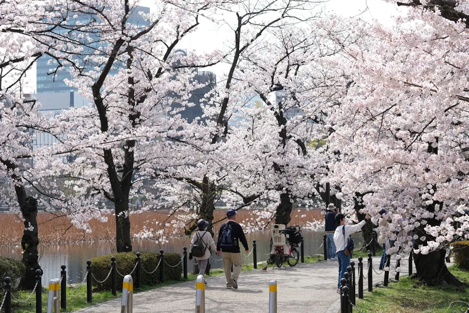 People stroll down a path lined with blooming cherry blossom trees beside a lake. The trees are full of light pink flowers, and there are city buildings visible in the background. It is a bright, sunny day.