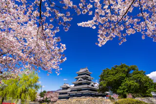 A traditional Japanese castle surrounded by stone walls, framed by blooming cherry blossom trees under a clear blue sky. A large green tree and other spring foliage are also visible.