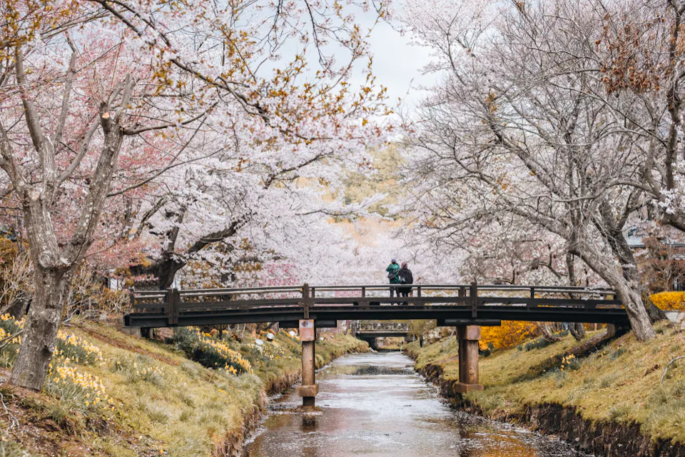 A picturesque scene featuring a wooden bridge over a gently flowing stream, surrounded by cherry blossom trees in full bloom. Two people stand on the bridge, taking in the serene view. Vibrant yellow flowers line the banks.