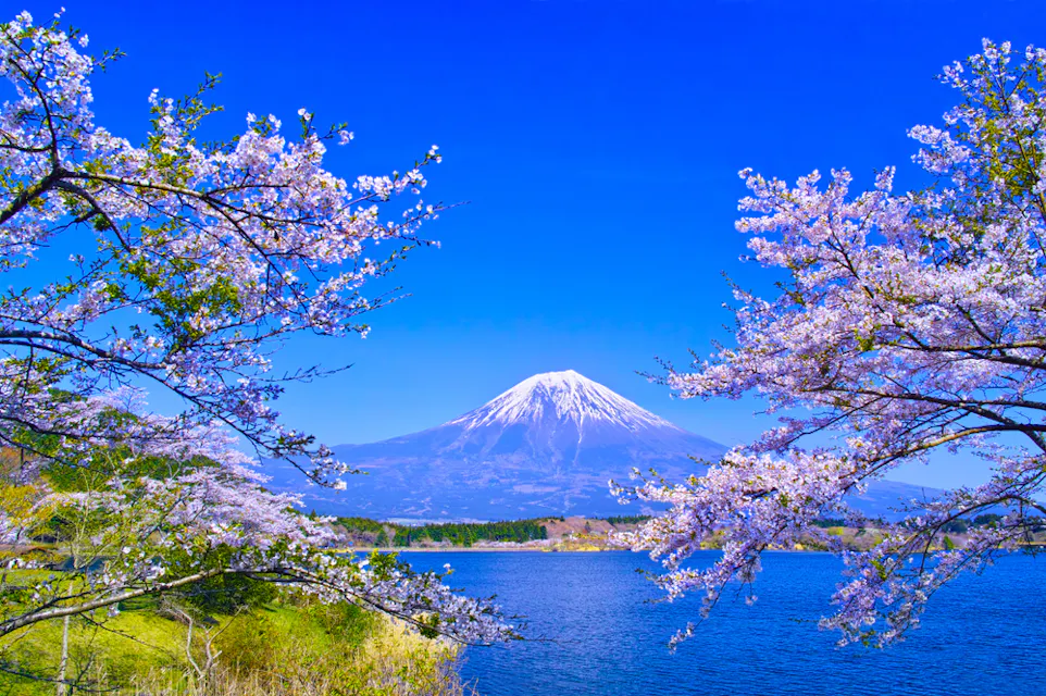 Snow-capped Mount Fuji is framed by blossoming cherry trees under a clear blue sky. A tranquil lake lies in the foreground, reflecting the vibrant colors of the blossoms and the scenery.