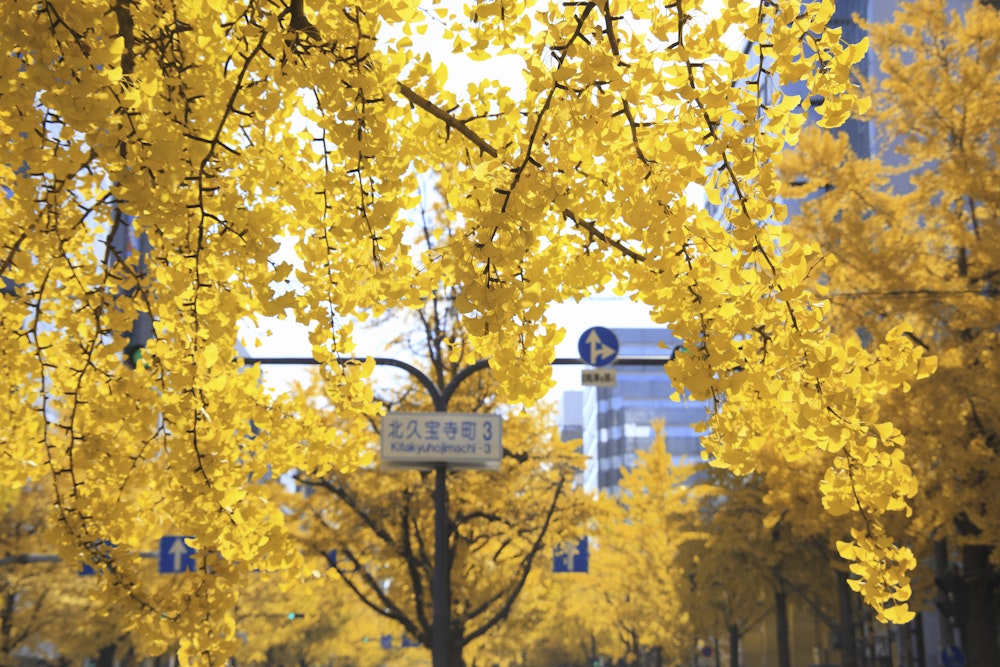 Midosuji Boulevard