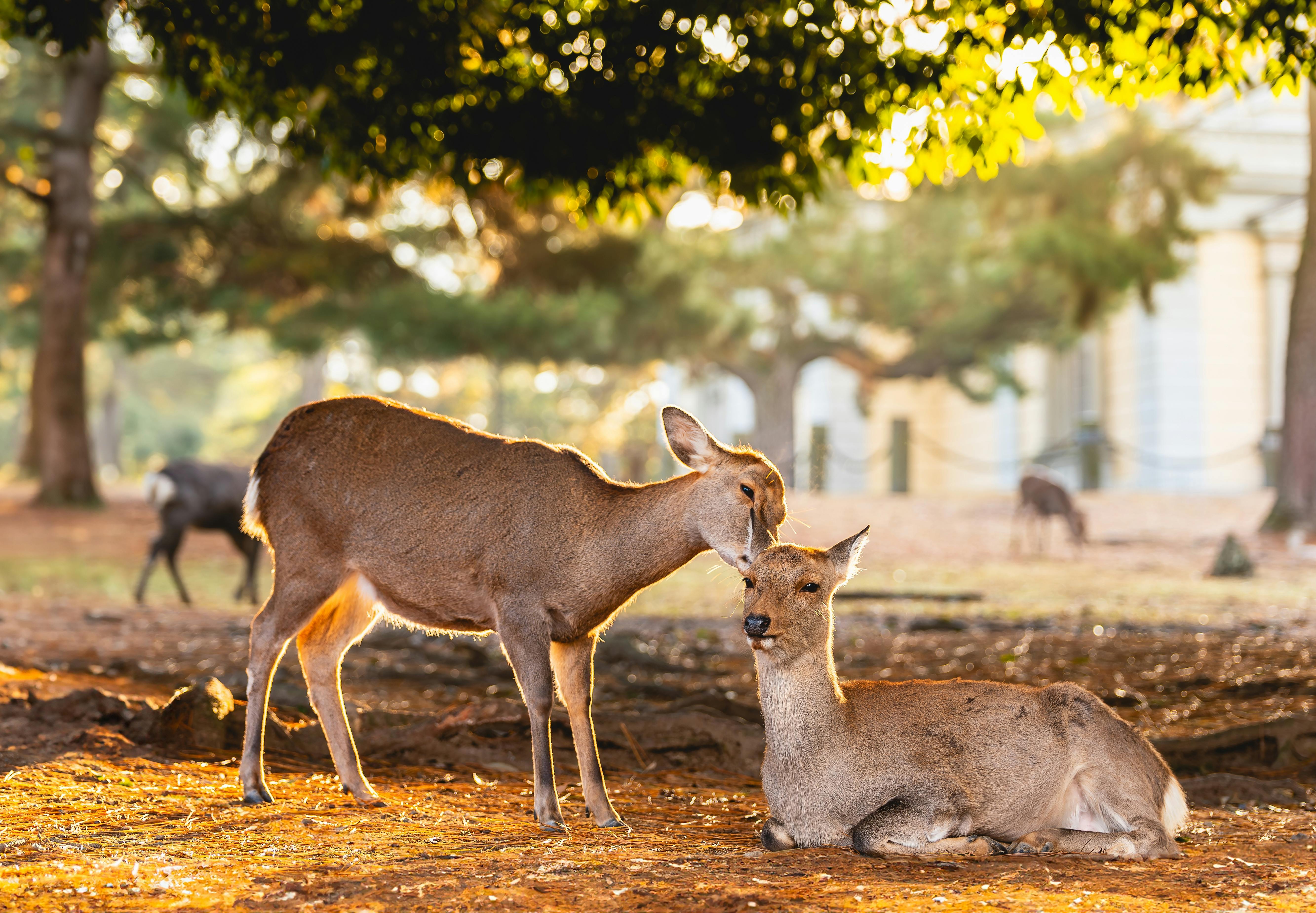 Nara Park