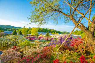 A vibrant garden filled with blooming red, pink, purple, and white flowers, lush green trees, and buildings in the background under a clear blue sky on a sunny day.