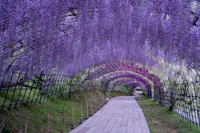 A wooden pathway curves under a tunnel of wisteria flowers in full bloom, with cascading clusters of purple and white flowers creating a vibrant, arching canopy above.