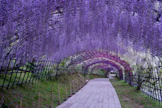 A wooden pathway curves under a tunnel of wisteria flowers in full bloom, with cascading clusters of purple and white flowers creating a vibrant, arching canopy above.