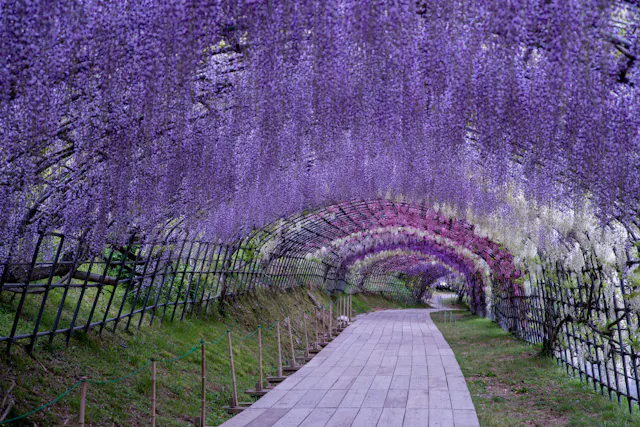 A wooden pathway curves under a tunnel of wisteria flowers in full bloom, with cascading clusters of purple and white flowers creating a vibrant, arching canopy above.