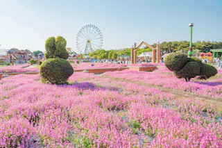 A vibrant field of pink flowers with green topiary bushes in the foreground, an amusement park with a large Ferris wheel in the background, and a clear blue sky overhead.