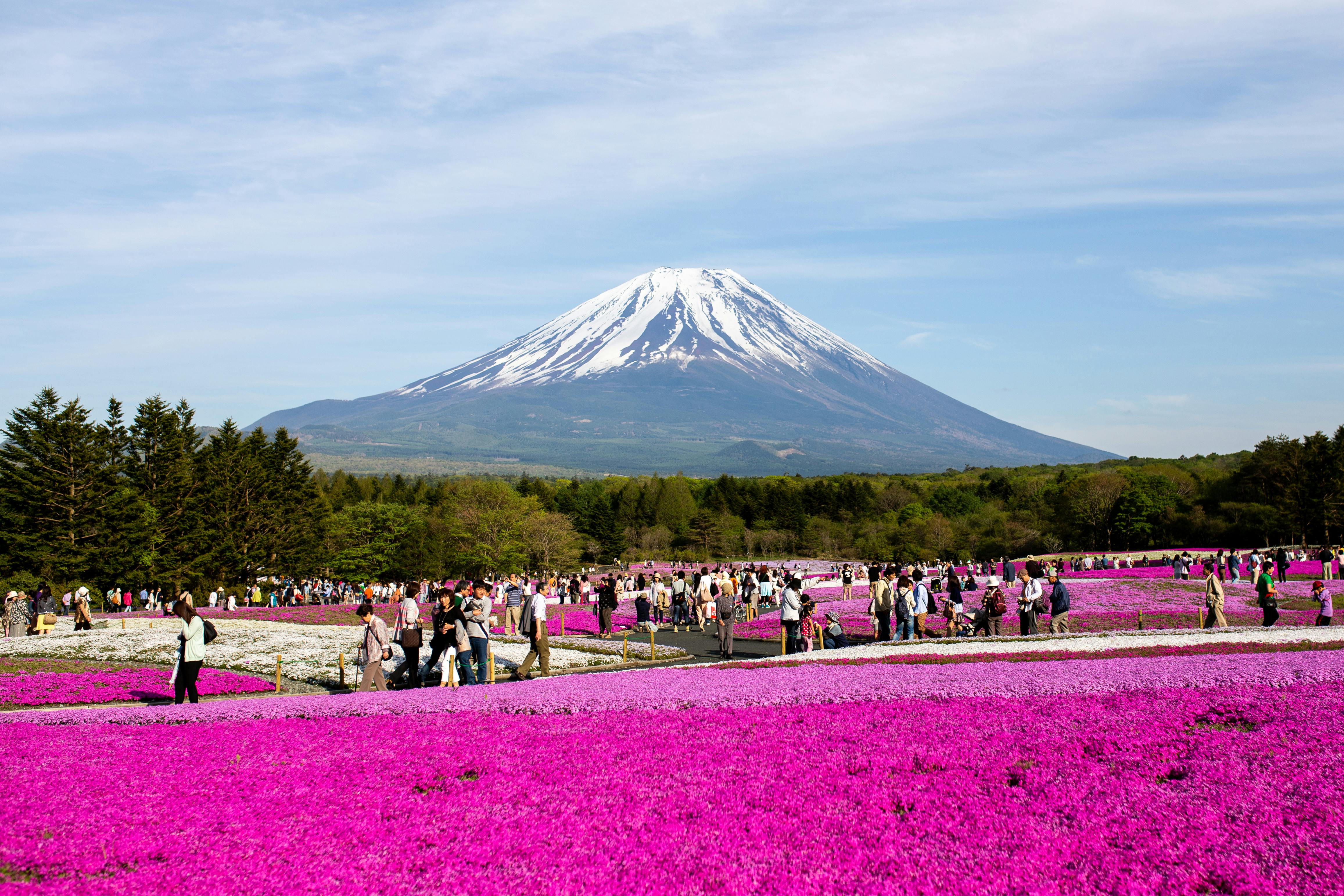 People walk through vibrant pink moss fields with Mount Fuji, capped with snow, rising majestically in the background under a partly cloudy sky. Trees border the flower fields, enhancing the scenic landscape.