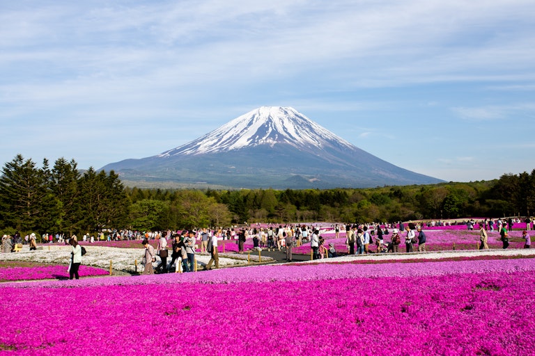 Fuji Shibazakura Festival