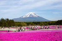 People walk through vibrant pink moss fields with Mount Fuji, capped with snow, rising majestically in the background under a partly cloudy sky. Trees border the flower fields, enhancing the scenic landscape.