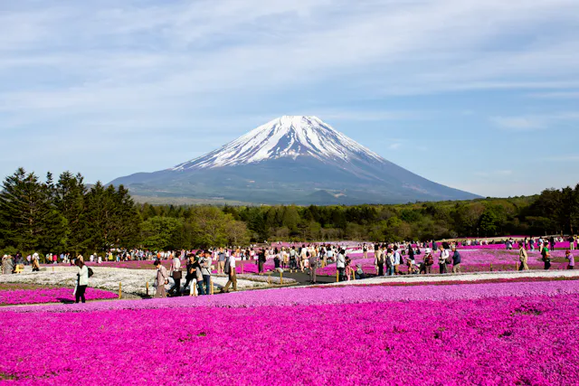 People walk through vibrant pink moss fields with Mount Fuji, capped with snow, rising majestically in the background under a partly cloudy sky. Trees border the flower fields, enhancing the scenic landscape.