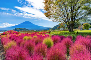 Bright pink and green shrubs fill a field under a blue sky, with Mount Fuji in the distance. A large tree with green leaves stands on the right, and a few buildings are visible near the horizon.