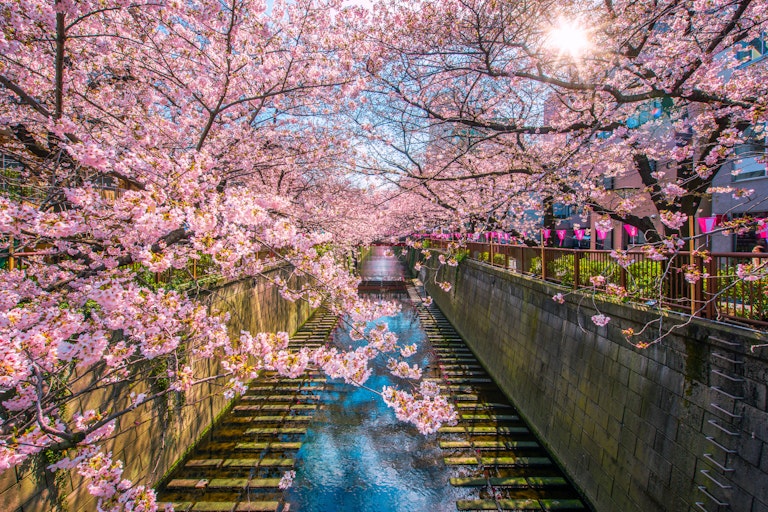 Meguro River Cherry Blossom Festival