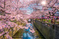 Cherry blossom trees in full bloom arch over a canal, with sunlight filtering through the pink flowers. The canal is lined with stone walls and lantern decorations, creating a vibrant and tranquil spring scene.