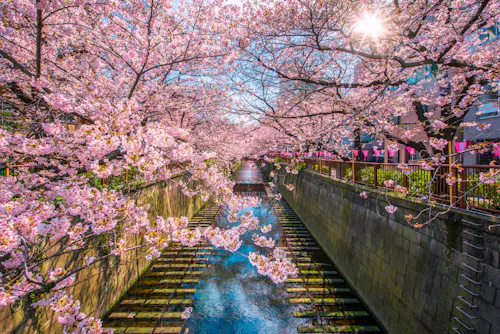 Cherry blossom trees in full bloom arch over a canal, with sunlight filtering through the pink flowers. The canal is lined with stone walls and lantern decorations, creating a vibrant and tranquil spring scene.